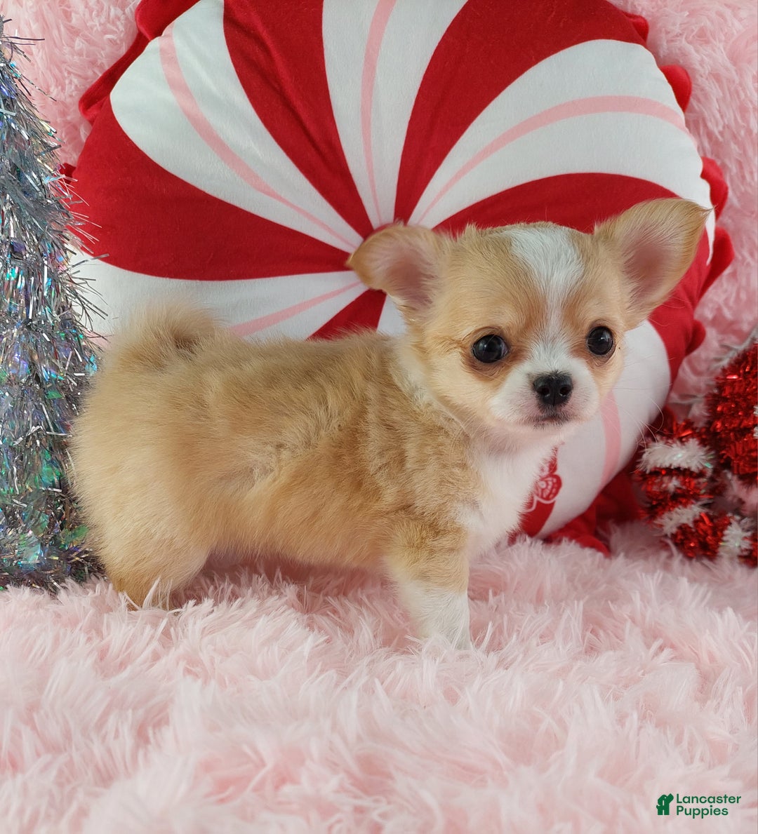 Chihuahua dogs for sale: Milly - Ad 3