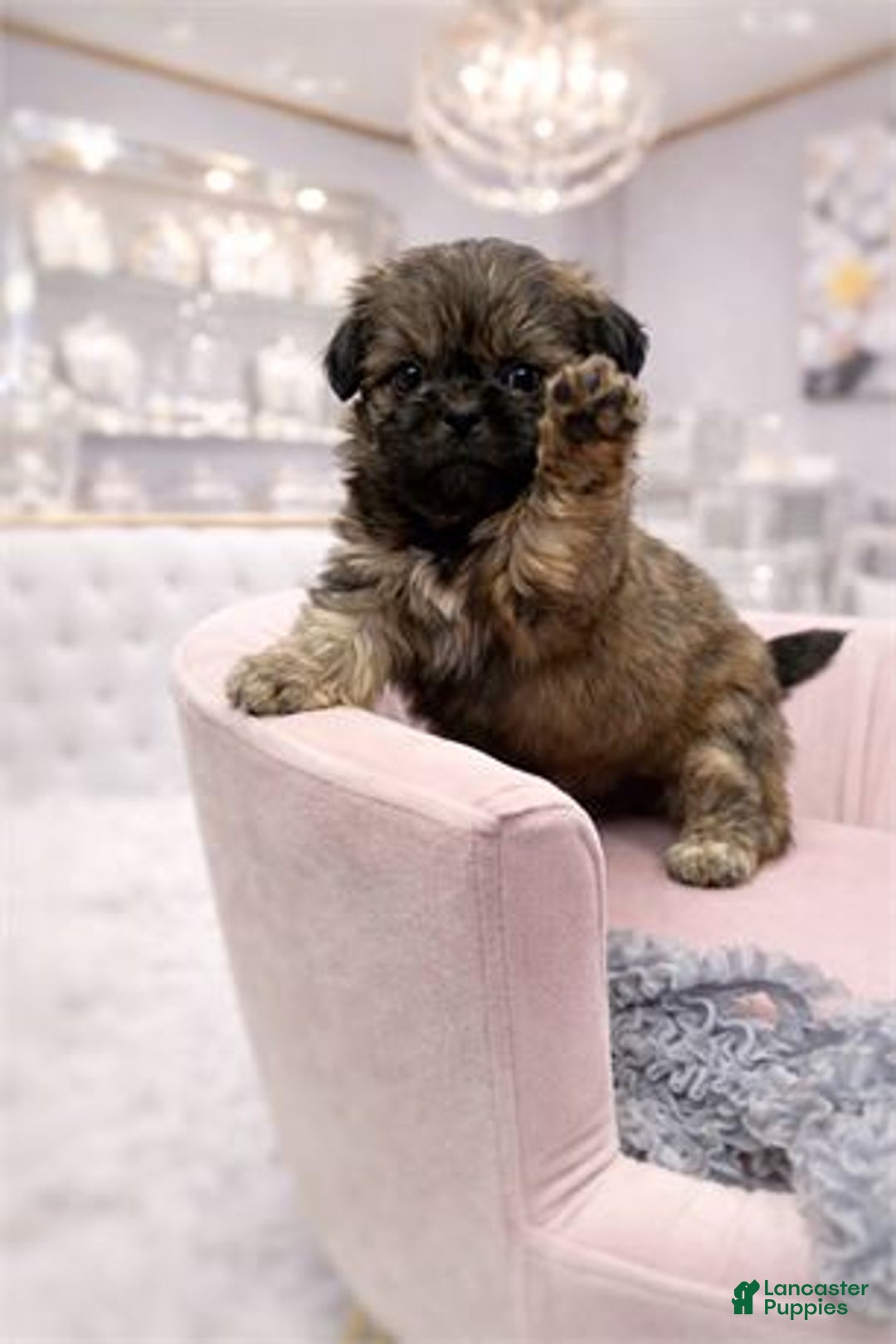 Shih Tzu dogs for sale: Shih Tzu Puppy 2 - Ad 2