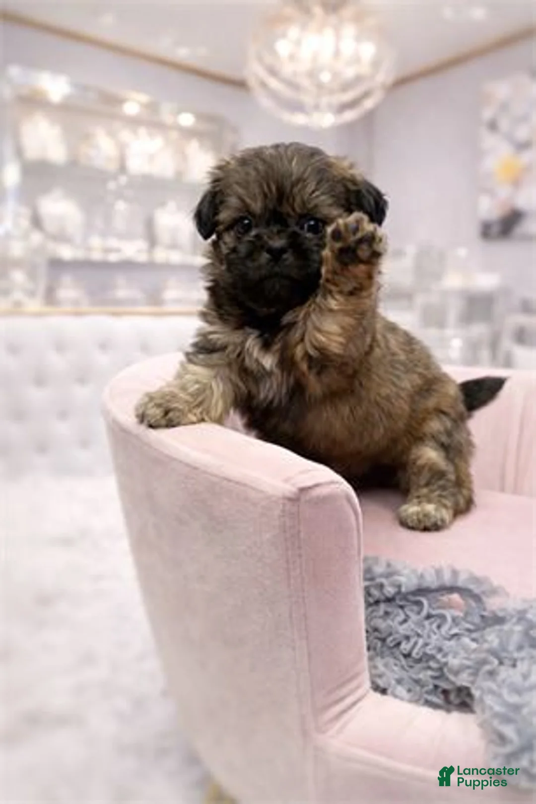 Shih Tzu dogs for sale: Shih Tzu Puppy 2 - Ad 2