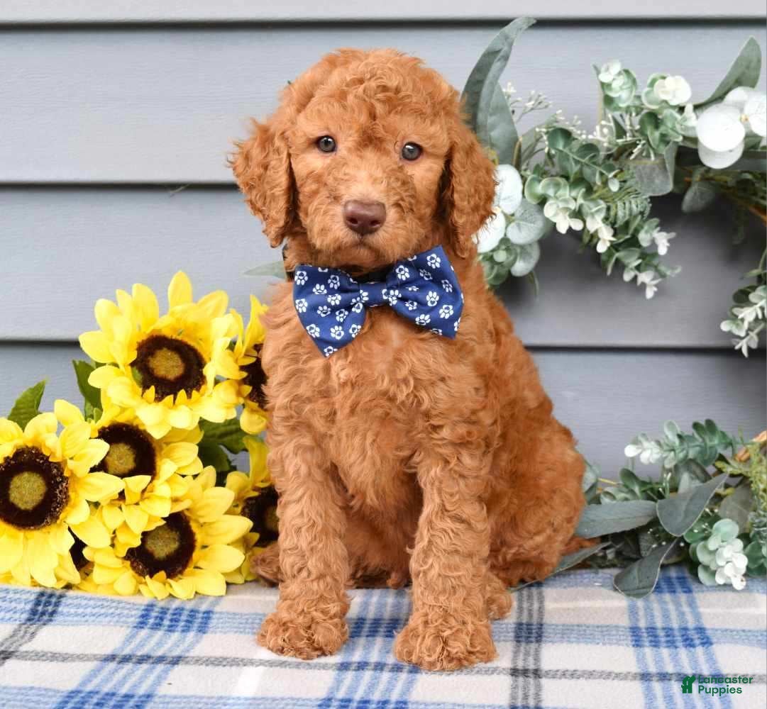 Standard Poodle dogs Richie  - Ad 2