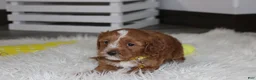 Cockapoo dogs for sale: Freddy  - Ad 7