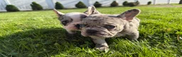 French Bulldog dogs for sale: French Bulldog 1 - Ad 4