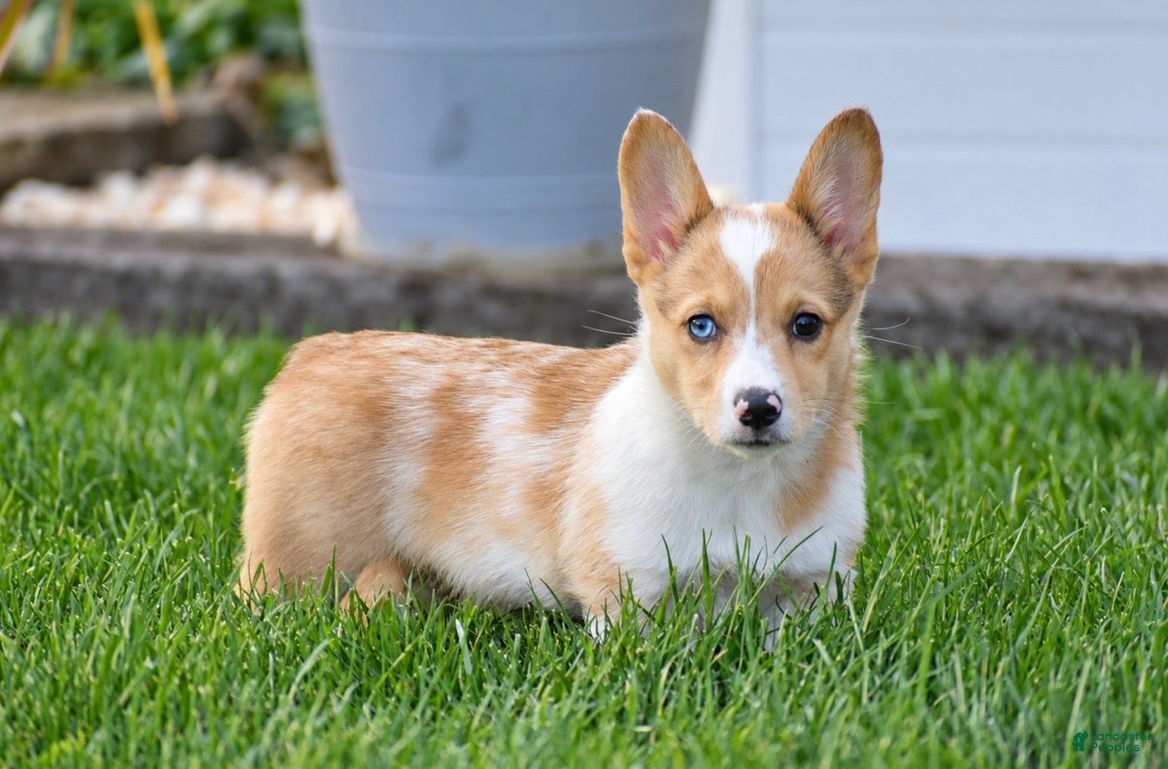 Welsh Corgi Pembroke dogs for sale: Tabitha - Ad 1