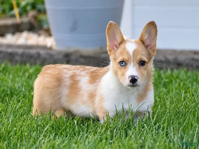 Welsh Corgi Pembroke dogs for sale: Tabitha - Ad 1