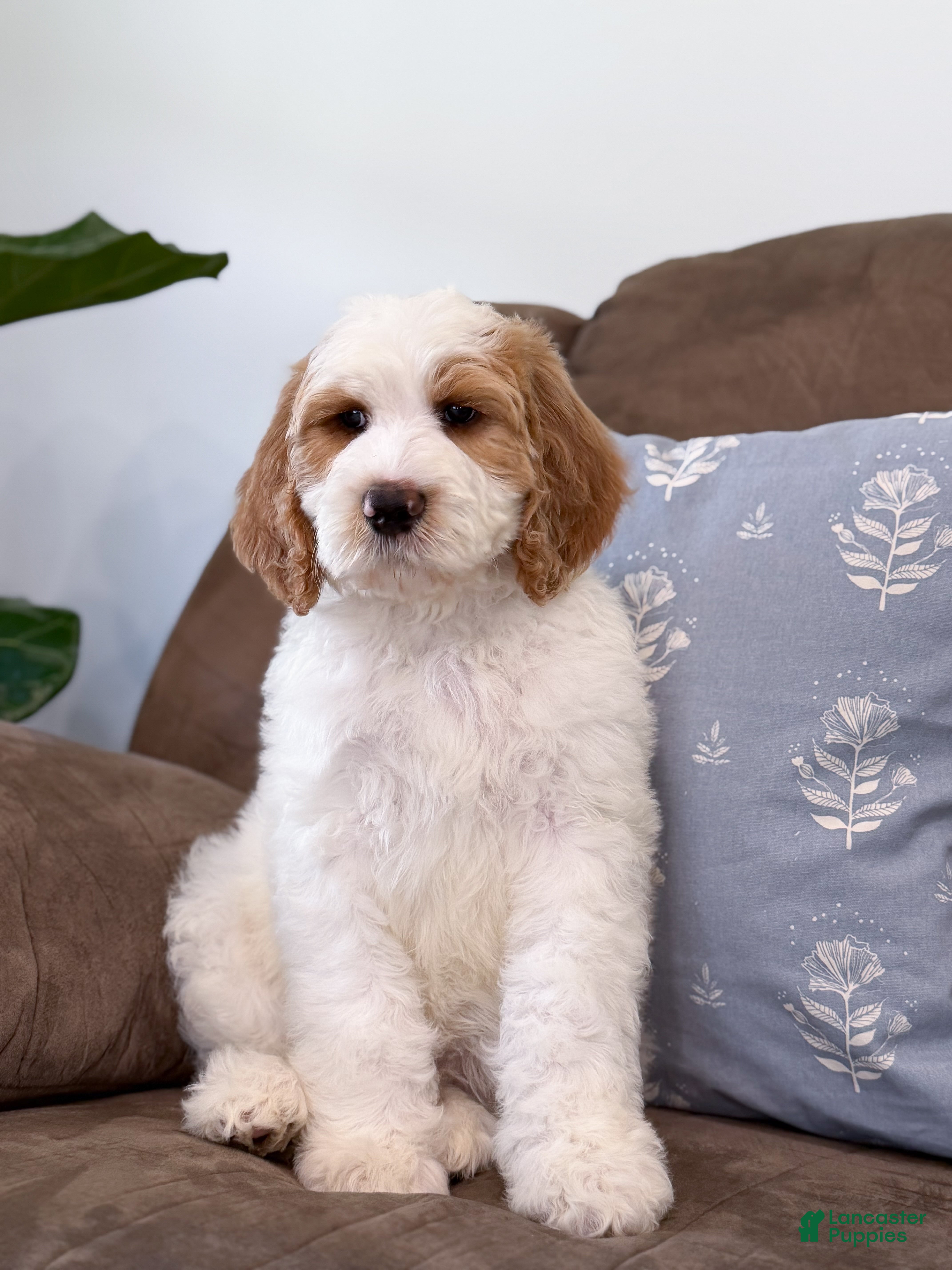 Goldendoodle dogs Knox - Ad 1