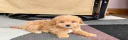 Maltipoo dogs for sale: Maltipoo female 1 - Ad 3