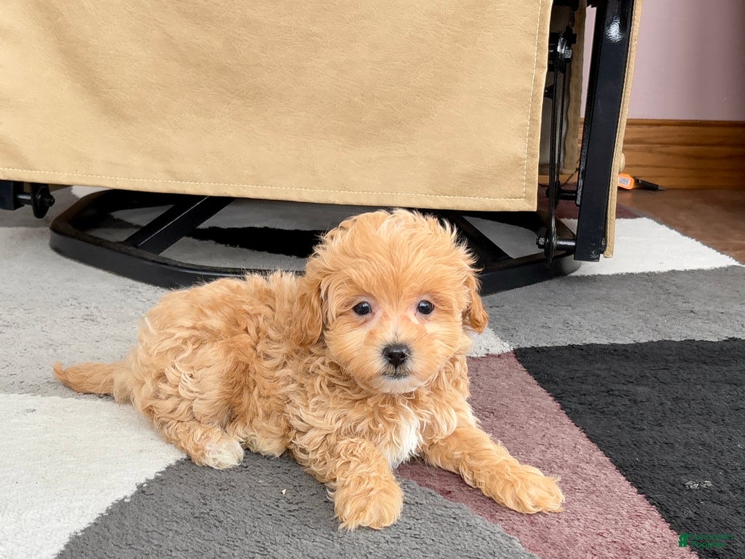 Maltipoo dogs for sale: Maltipoo female 1 - Ad 3