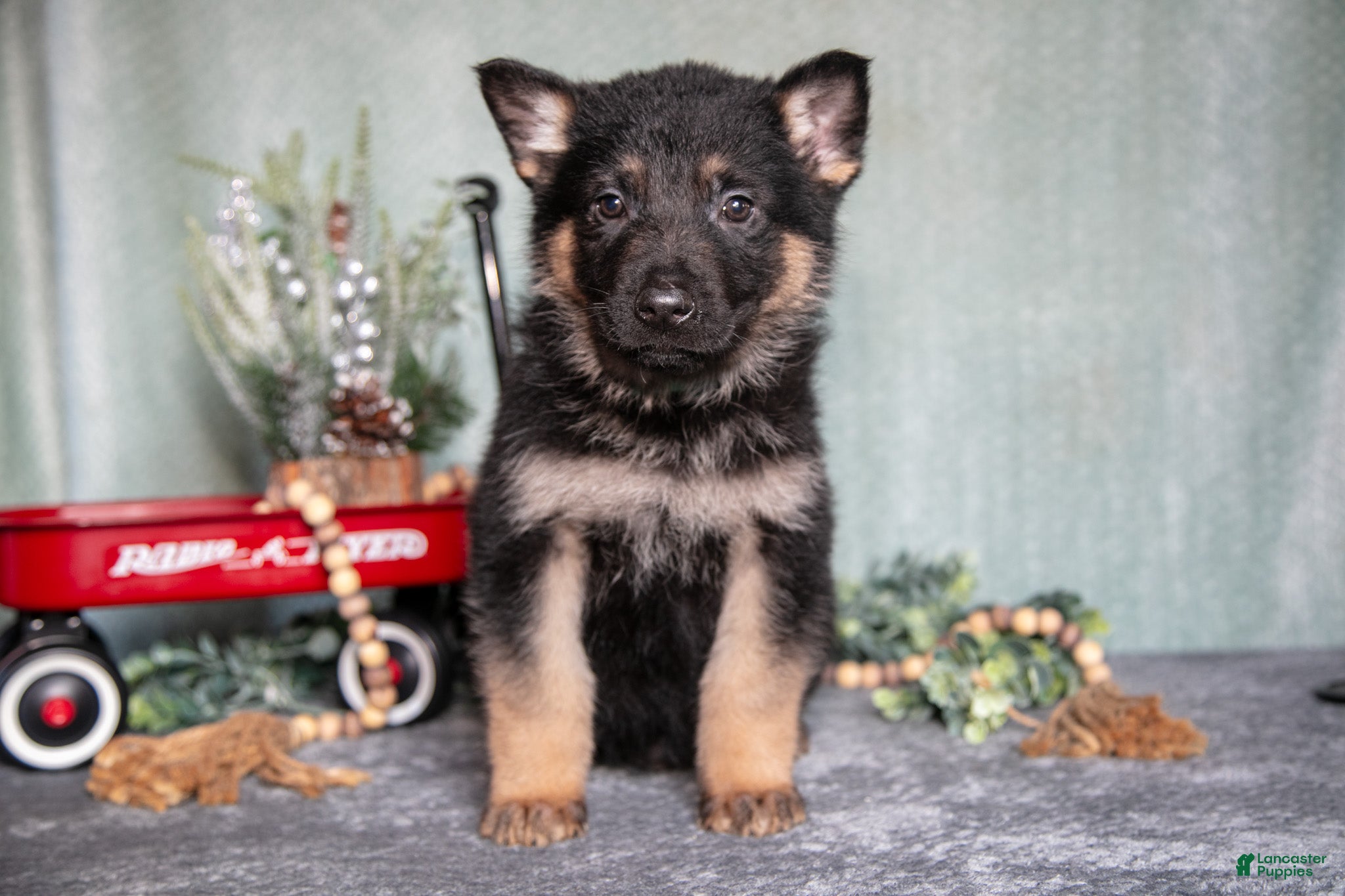 German Shepherd dogs Landon - Ad 33