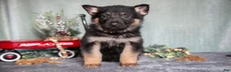 German Shepherd dogs for sale: Landon - Ad 1