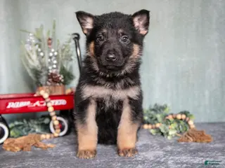 German Shepherd dogs Landon - Ad 41