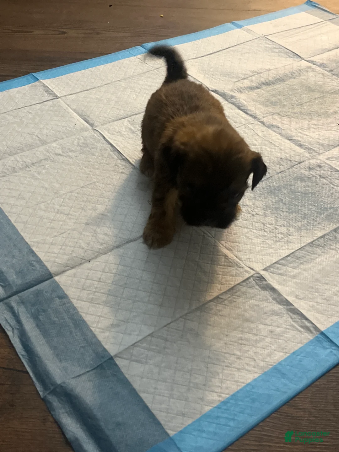 Mixed Breed dogs for sale: Mixed Breed 6 - Ad 2