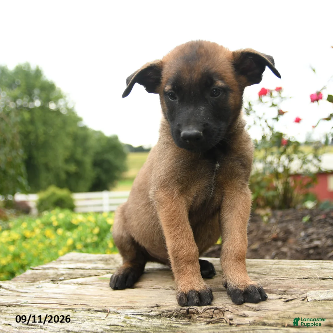 Belgian Malinois dogs for sale: Thor - Ad 3