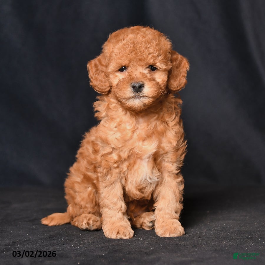 Toy Poodle dogs Scout - Ad 2