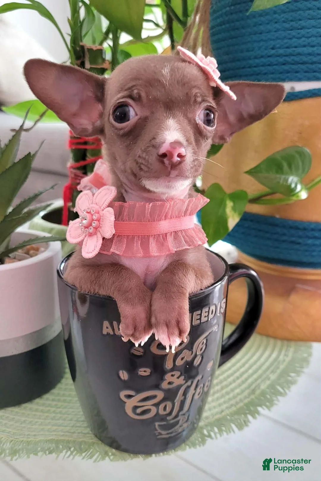 Chihuahua dogs for sale: Chihuahua 2 TEACUP LIL CHOCOLATE - Ad 16