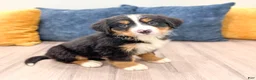 Bernese Mountain Dog dogs for sale: Harry - Ad 8
