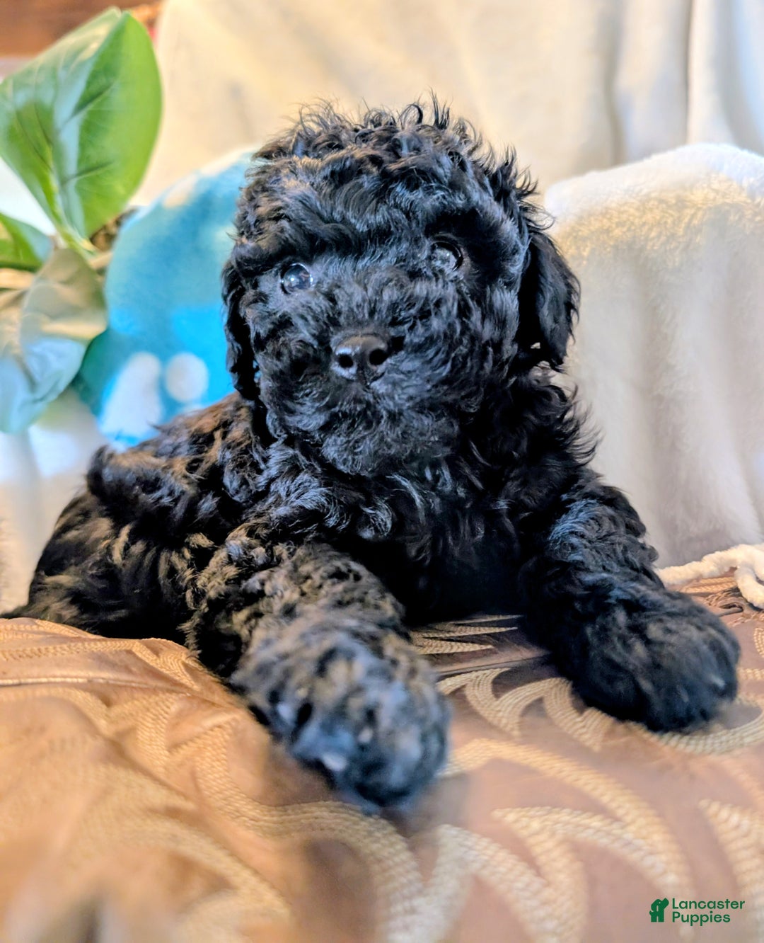 Cocoa for sale in Oldtown Lancaster Puppies
