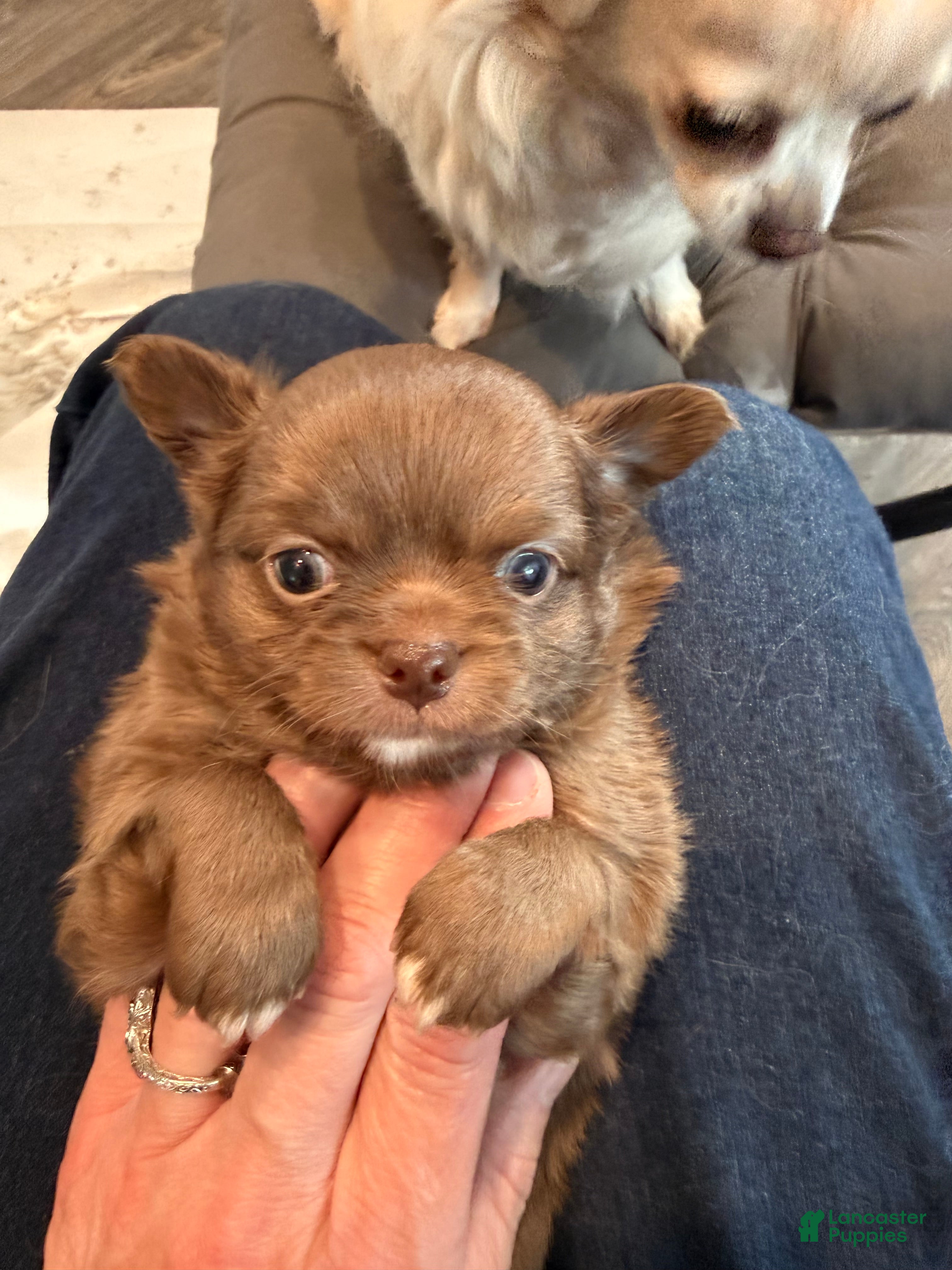 Chihuahua dogs Bjorn - Ad 1