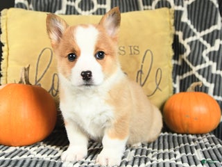 Welsh Corgi Pembroke dogs - Ad 30