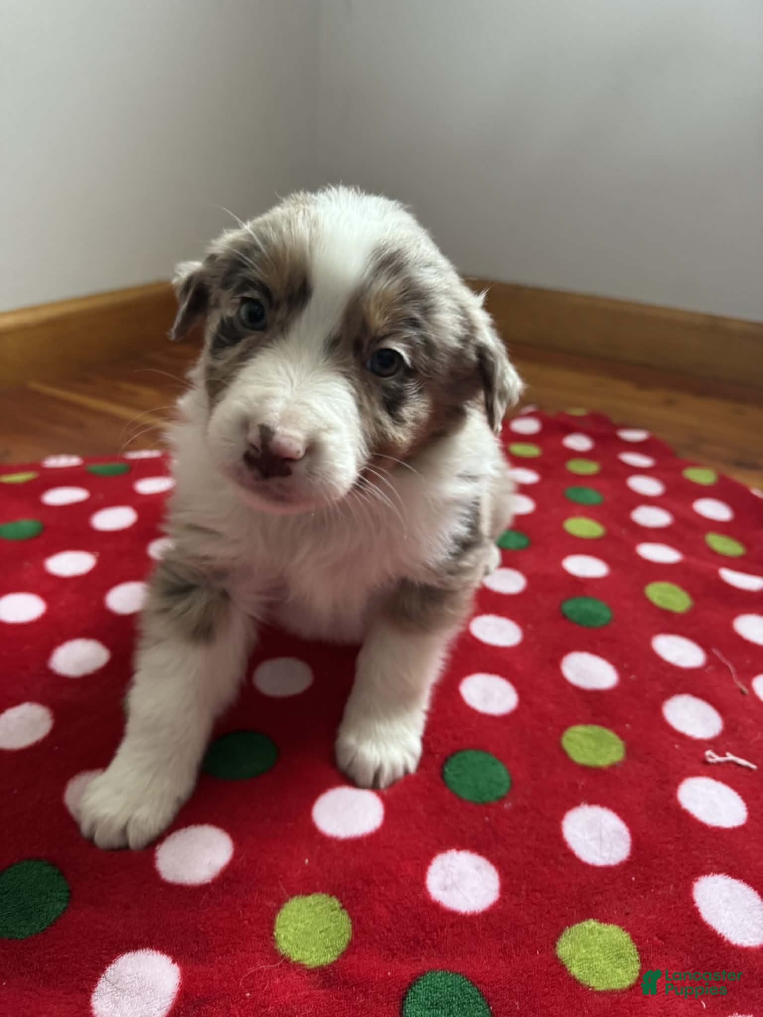 Australian Shepherd dogs Yukon - Ad 31