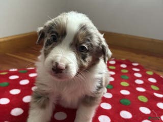 Australian Shepherd dogs Yukon - Ad 31