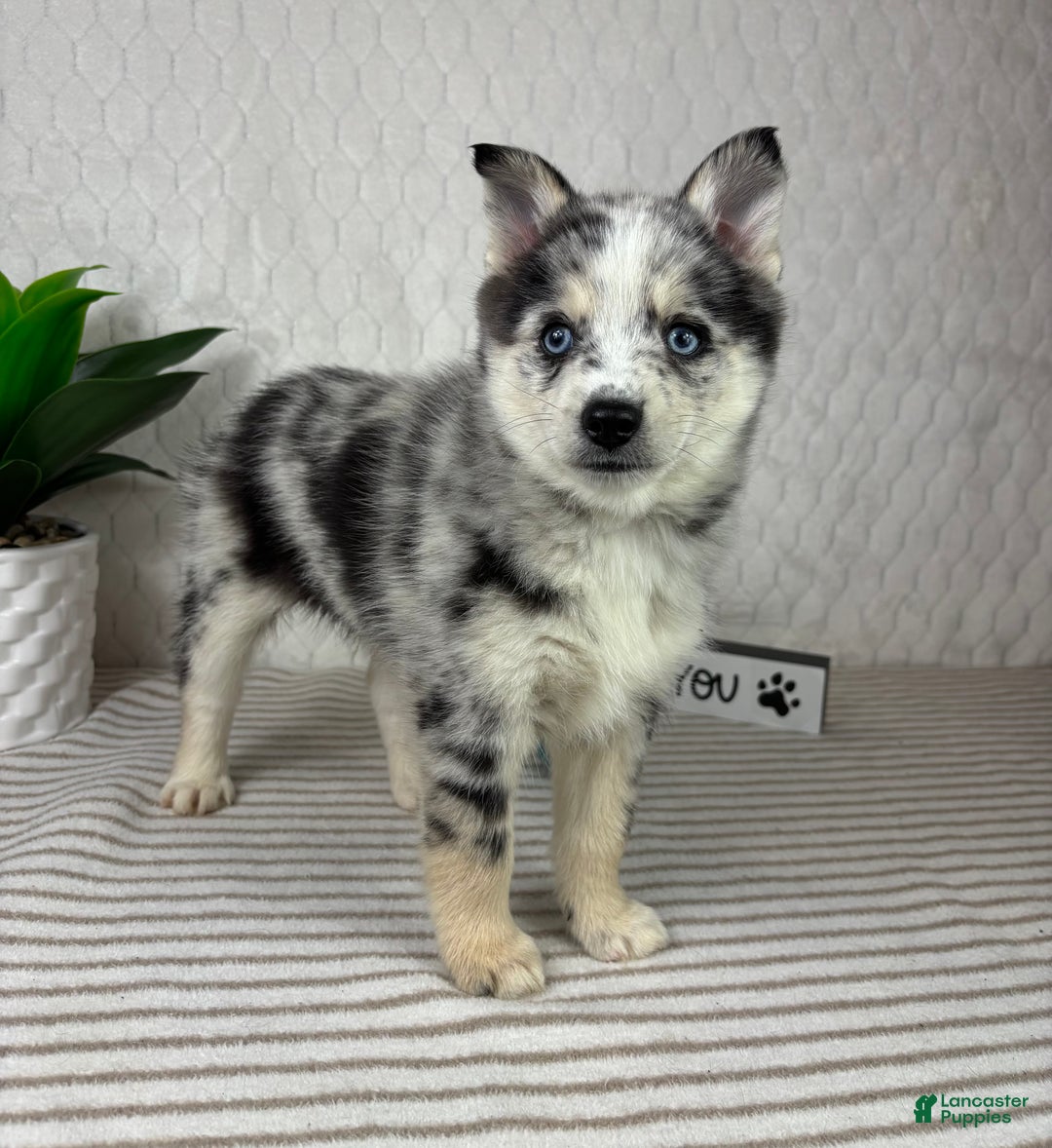 Pomsky dogs for sale: Patch - Ad 6