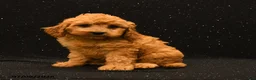 Cavapoo dogs for sale: Ivy - Ad 5