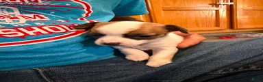 Chihuahua 1