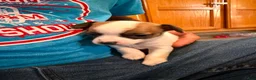 Chihuahua dogs for sale: Chihuahua 1 - Ad 1