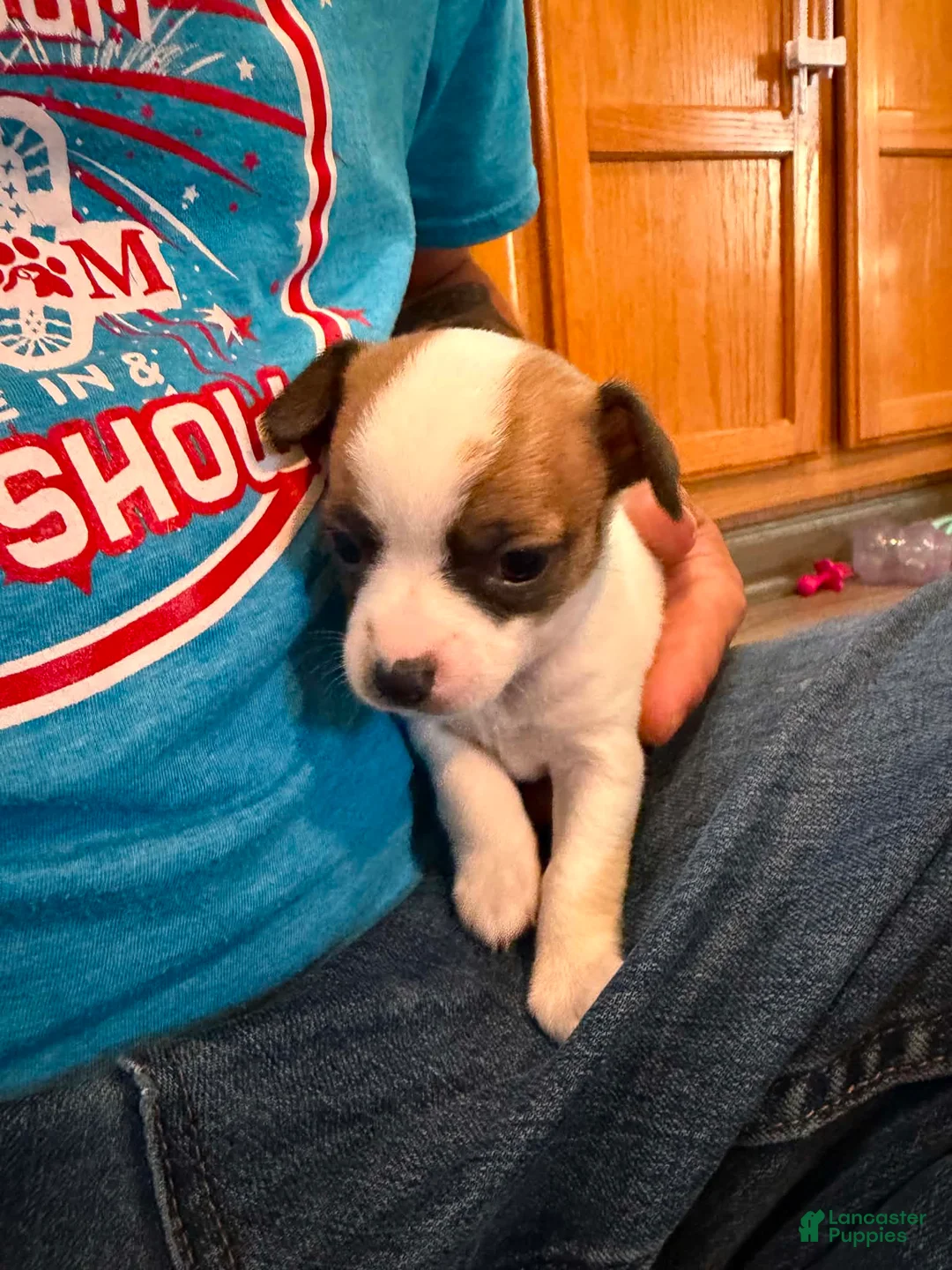 Chihuahua dogs for sale: Chihuahua 1 - Ad 1