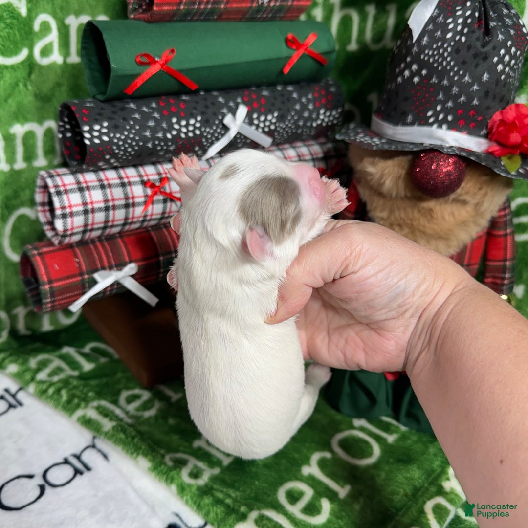 Chihuahua dogs for sale: Dagan Lavender Spotted LC - Ad 1