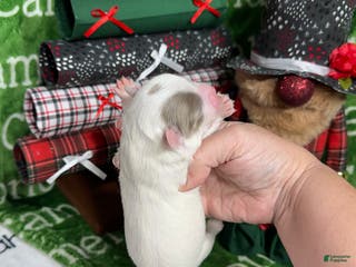 Chihuahua dogs Dagan Lavender Spotted LC - Ad 9