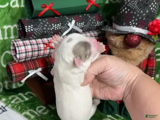 Chihuahua dogs Dagan Lavender Spotted LC - Ad 1