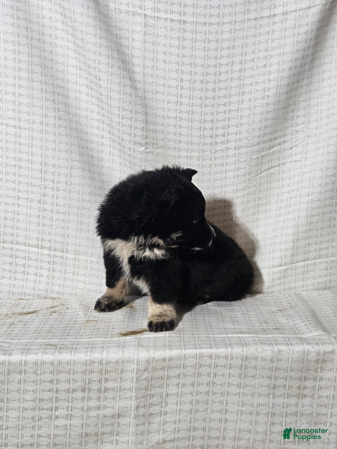 Mixed Breed dogs for sale: Cole - Ad 4