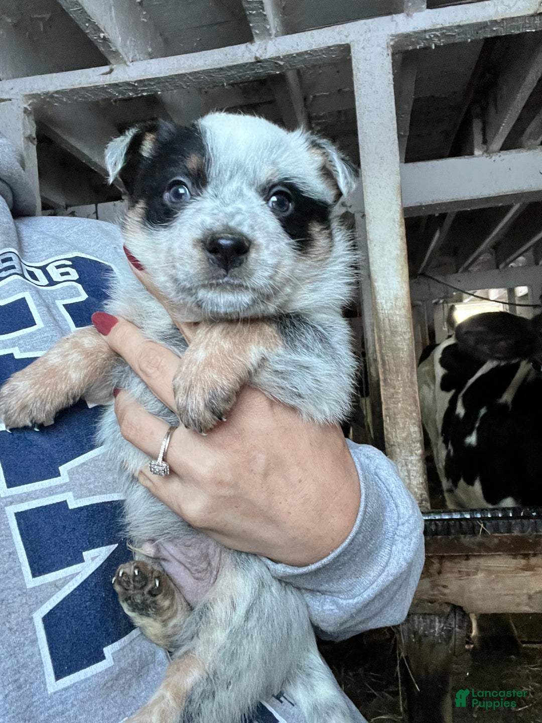 Australian Cattle Dog dogs for sale: Prancer - Ad 1