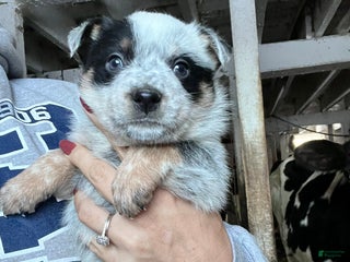 Australian Cattle Dog dogs Prancer - Ad 26