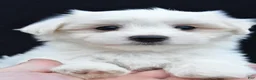 Maltese dogs for sale: Cash - Ad 7