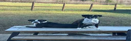 Boxer dogs for sale: Shilo - Ad 3