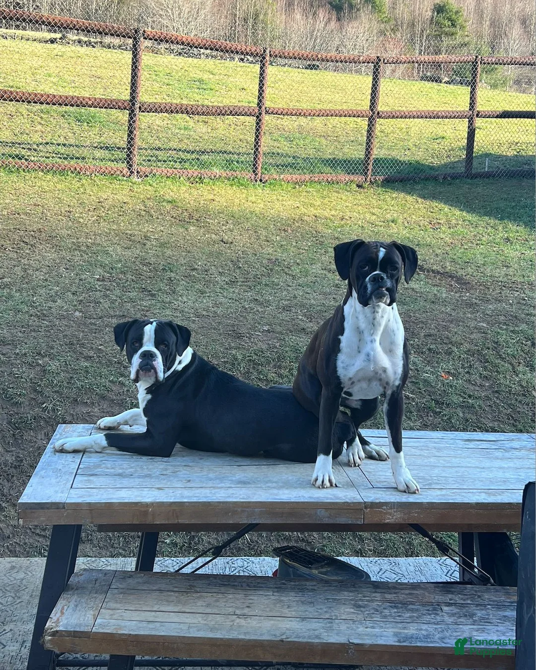 Boxer dogs for sale: Shilo - Ad 3