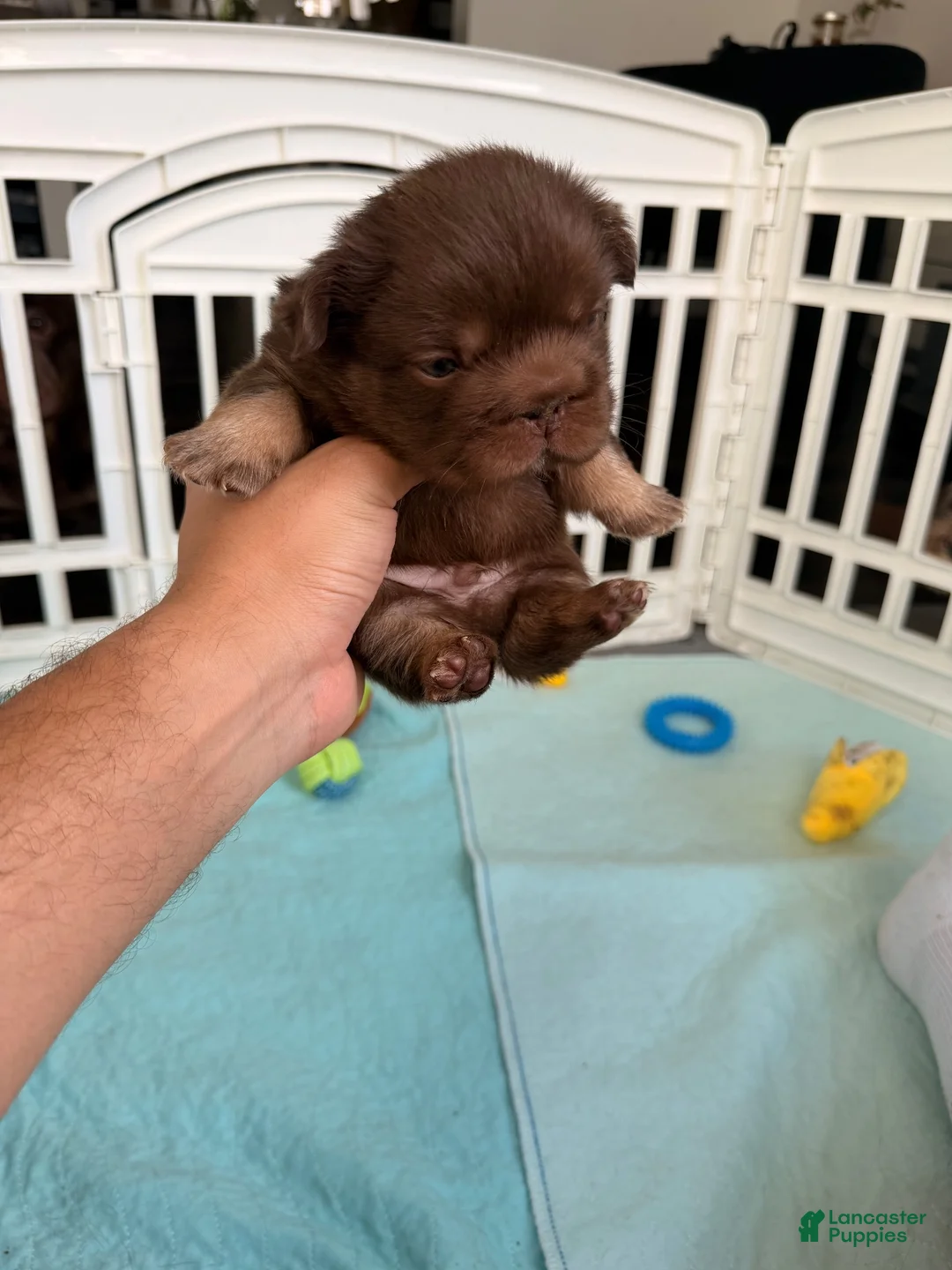 French Bulldog dogs for sale: JawBreaker - Ad 2