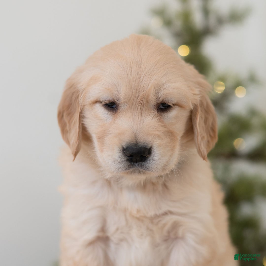 Golden Retriever dogs for sale: Felicia  - Ad 2