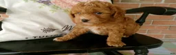 Cockapoo dogs for sale: Connie - Ad 1