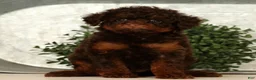 Toy Poodle dogs for sale: Sweetie - Ad 7