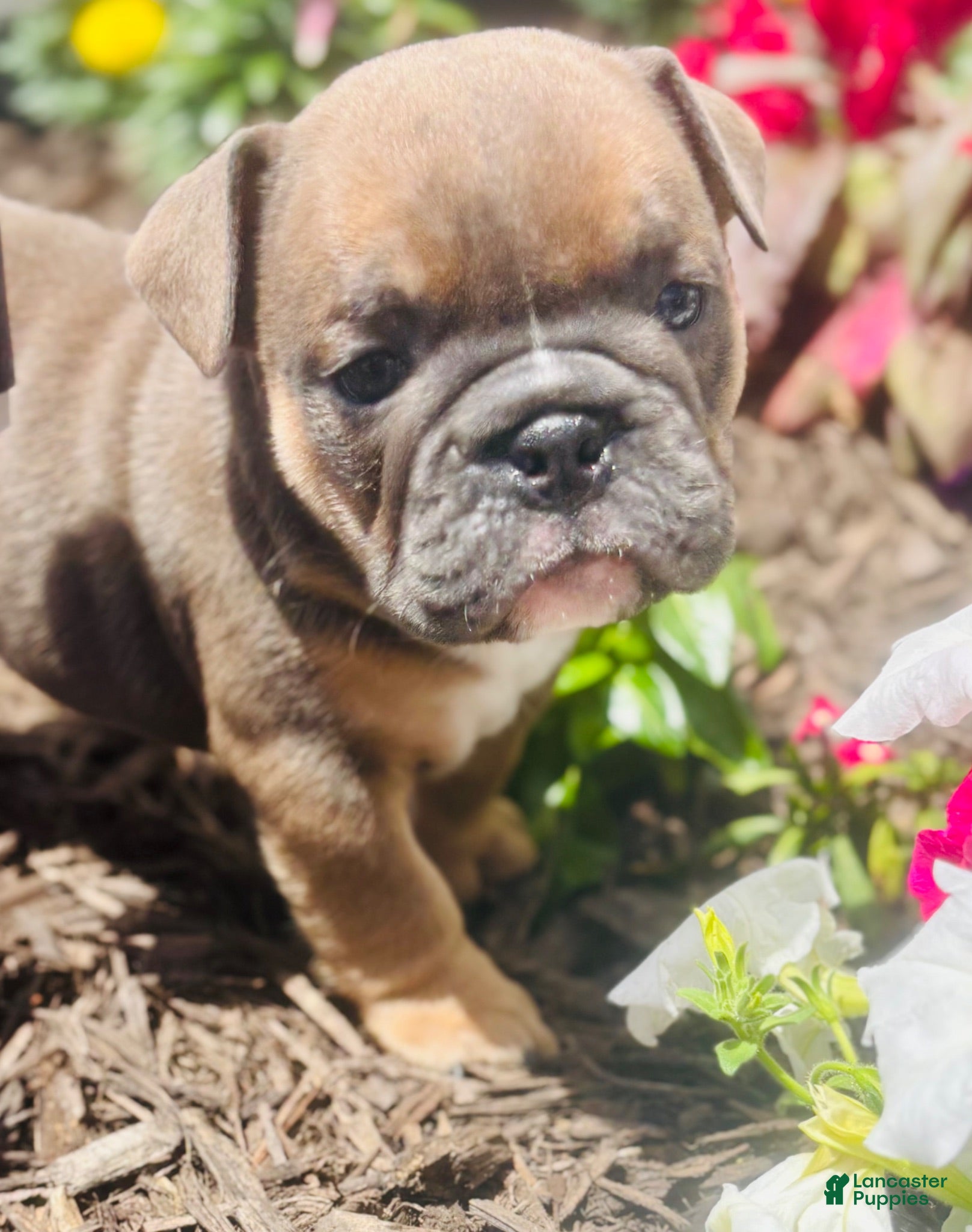 English Bulldog dogs Chewy  - Ad 1