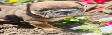 Chewy 