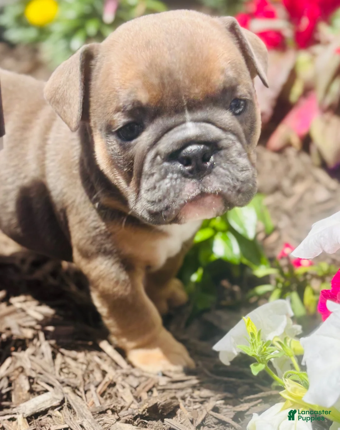English Bulldog dogs for sale: Chewy  - Ad 1