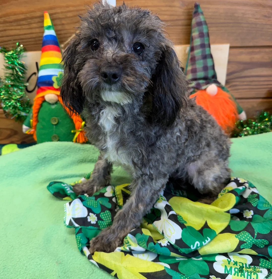 Maltipoo dogs for sale: Leo - Ad 3