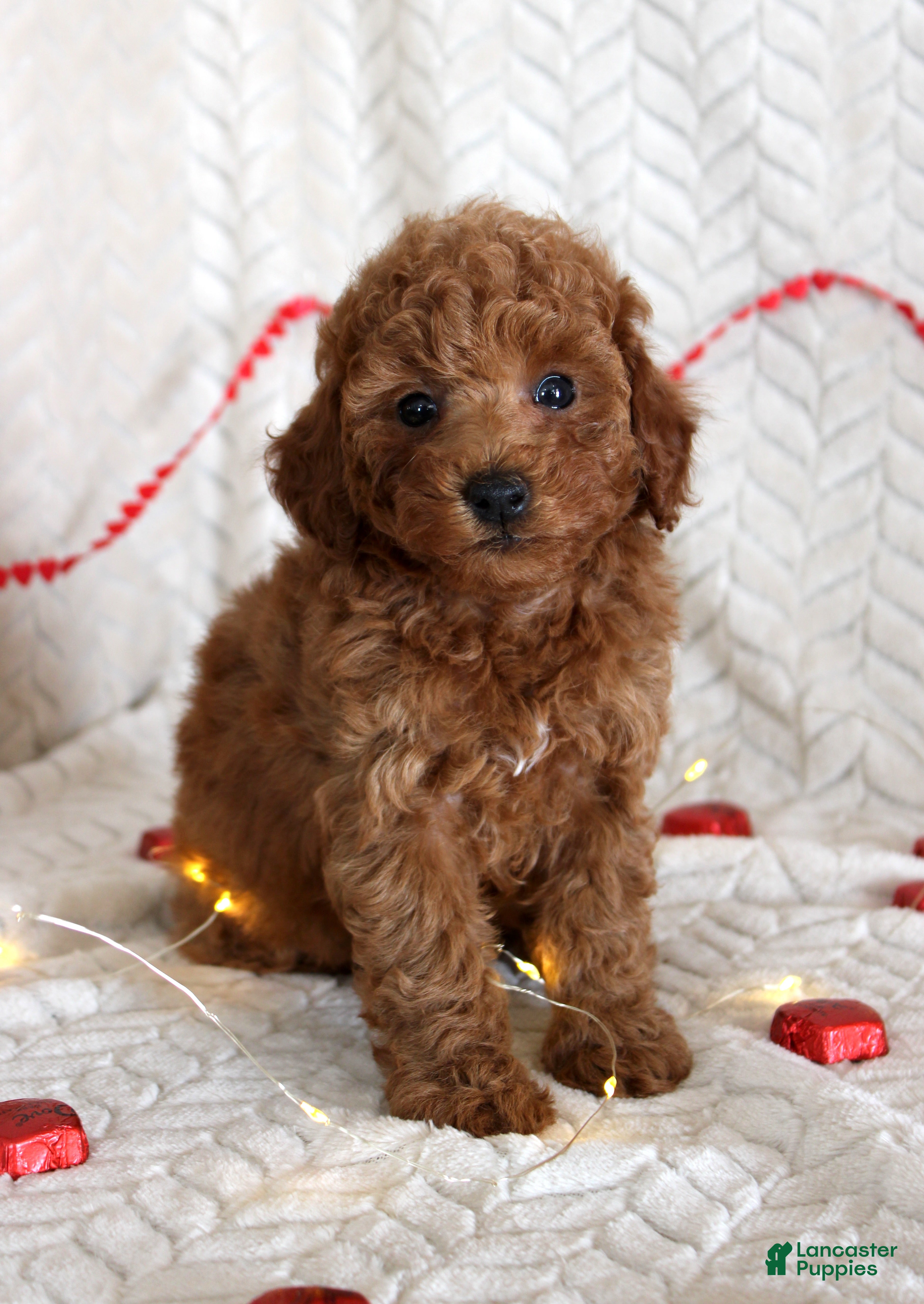 Miniature Poodle dogs Cody - Ad 34