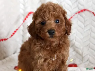 Miniature Poodle dogs Cody - Ad 34