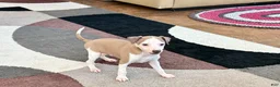 Italian Greyhound dogs for sale: Donnie  - Ad 10