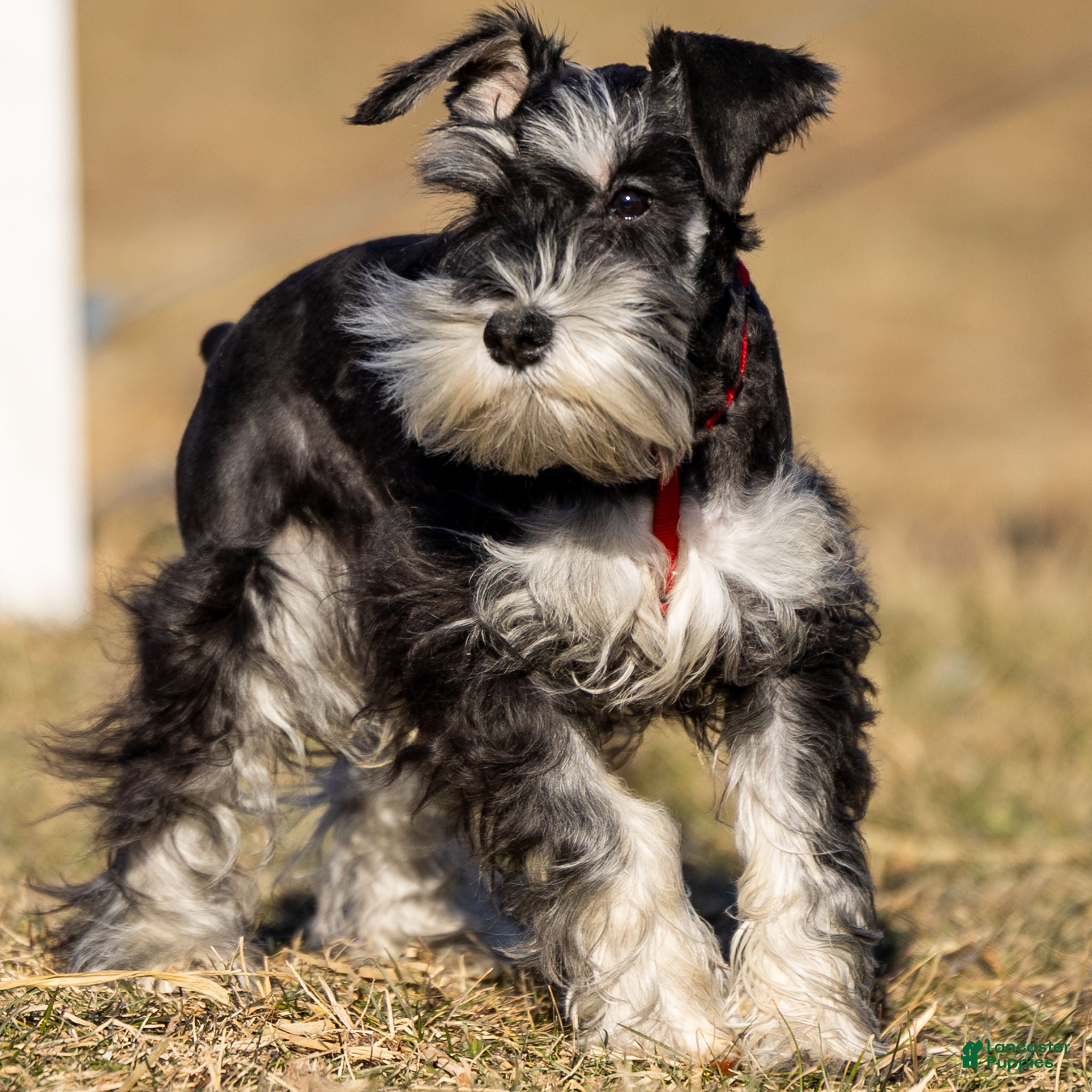 Miniature Schnauzer dogs Pepsi - Ad 2